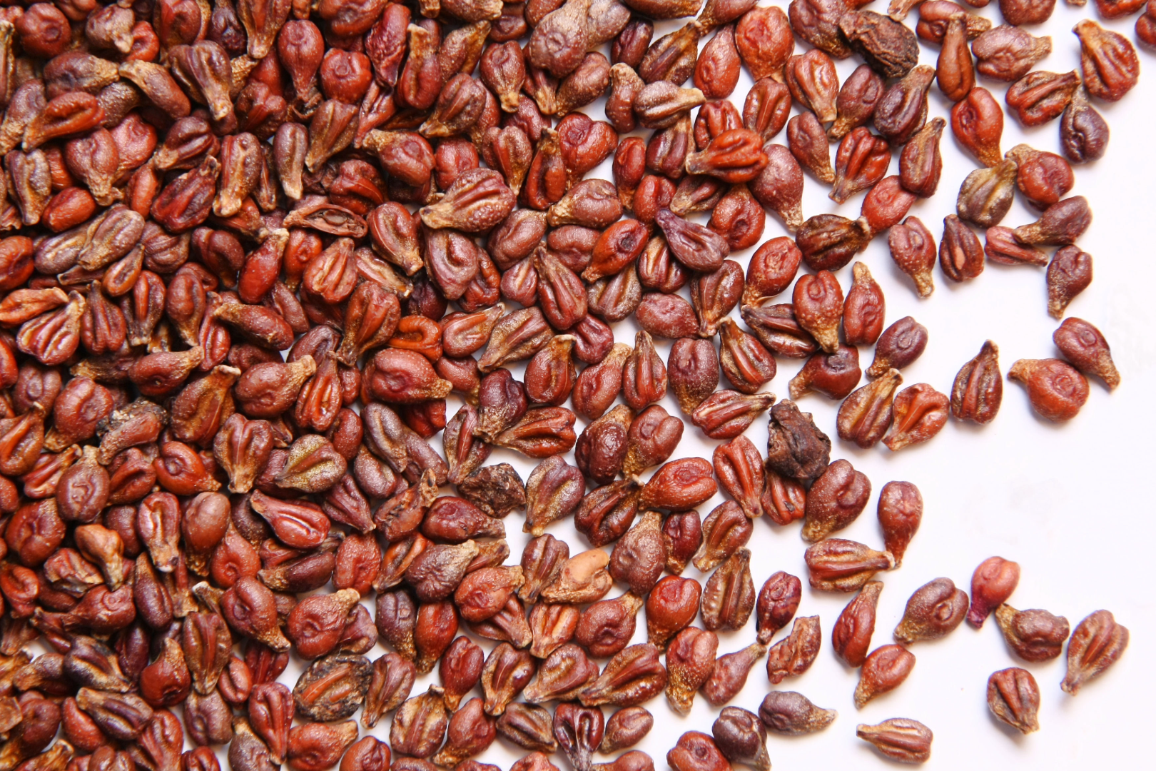 Viele, rot braune Traubenkerne liegt liegen auf einer weissen Oberfläche.
