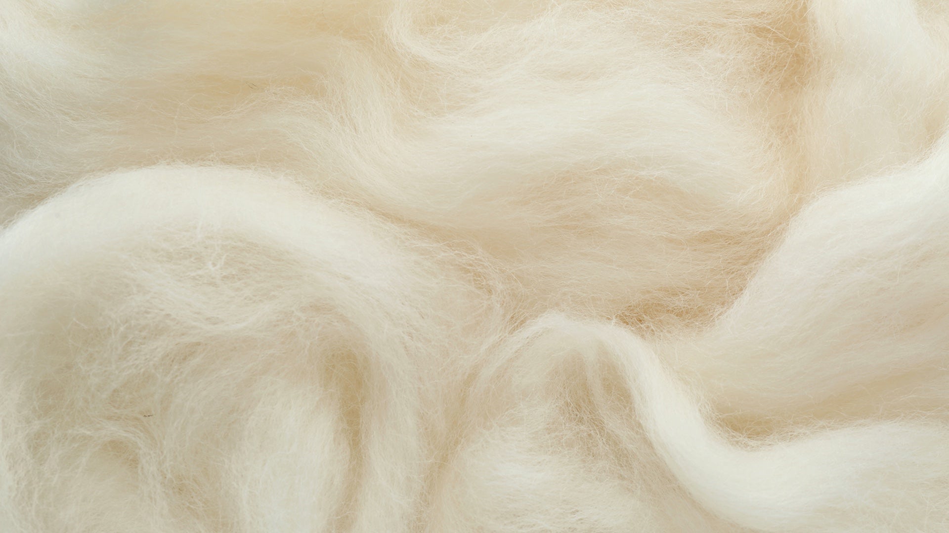 Die Wollfasern in weichen Wellen dargestellt. Die Schafwolle ist hellbeige, fast weiss. 